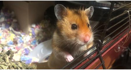 Muki - a babahöri